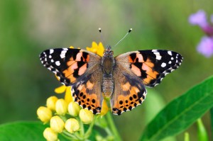 Painted Lady Butterfly (Vanessa cardui)