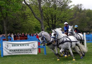Dick Lane and his team of Lipizzaners at Brighton Driving Trials