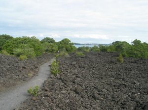 Lava field with path and encroaching vegetation. Note that despite appearances this is loose rock, not ploughed-up soil. ~ By Nevilley at the English language Wikipedia