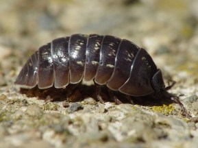 "Armadillidium vulgare 001" by Franco Folini - San Francisco.California. Licensed under Creative Commons Attribution 2.5 via Wikimedia Commons - http://commons.wikimedia.org/wiki