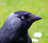 "Jackdaw - up close and personal (552502080)" by John Haslam from Dornoch, Scotland - Jackdaw - up close and personal. Licensed under Creative Commons Attribution 2.0 via Wikimedia Commons - http://commons.wikimedia.org/wiki/File:Jackdaw_-_up_close_and_personal_(552502080).jpg#mediaviewer/File:Jackdaw_-_up_close_and_personal_(552502080).jpg"Jackdaw - up close and personal (552502080)" by John Haslam from Dornoch, Scotland - Jackdaw - up close and personal. Licensed under Creative Commons Attribution 2.0 via Wikimedia Commons - http://commons.wikimedia.org/wiki/File:Jackdaw_-_up_close_and_personal_(552502080).jpg#mediaviewer/File:Jackdaw_-_up_close_and_personal_(552502080).jpg