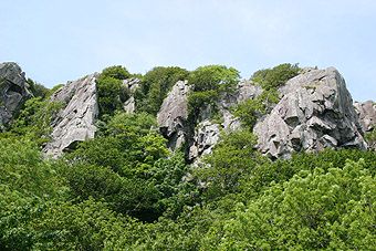 There's a crag in there somewhere! Craig Bwlch y Moch poking up out of a dense forest of rampant vegetation above Tremadog. Photo: Al Leary