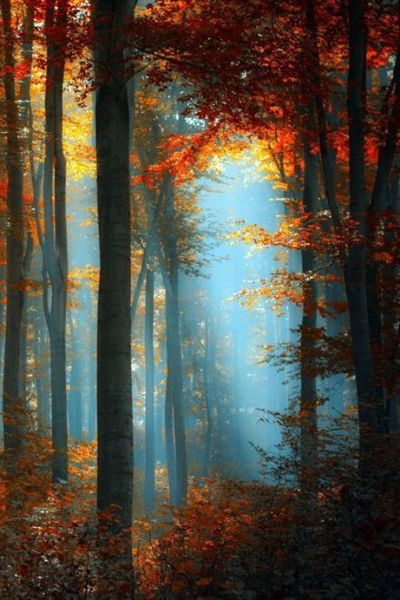 Autumn Forest (via whispering-n-winds) 