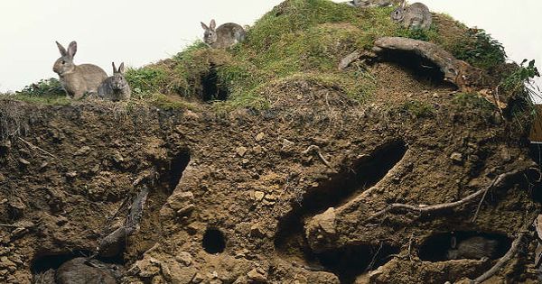 Warren Burrow Run Rabbit #IWSG โ Rabbit Warren | Writing Wings