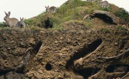 #IWSG – Rabbit&nbsp;Warren