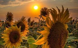 Episode 47. Rapid Aggravation. Part 1. Record&nbsp;Assault.